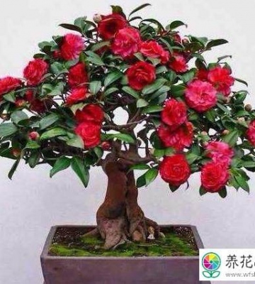 盆栽茶花树的养殖方法