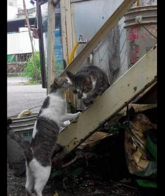 猫咪送东西报恩真实事件
