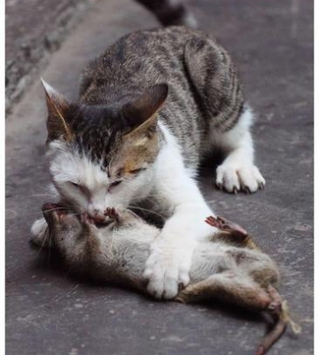 猫抓老鼠但是不吃东西怎么办