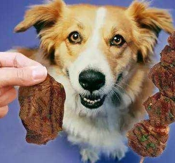 狗不能吃太油腻的东西怎么办