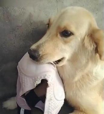 小金毛犬爱咬东西