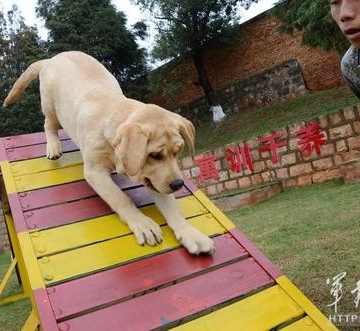 宠物狗训练成军犬