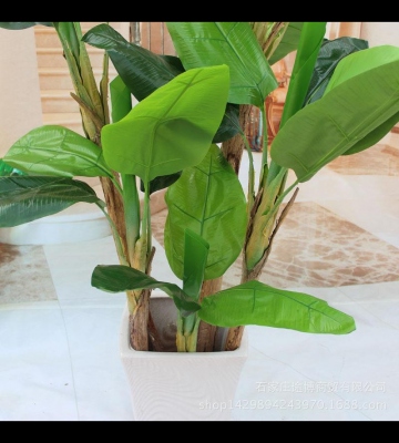 室内芭蕉的养殖方法