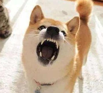 小狗口臭 而且乱咬东西怎么办