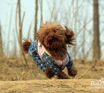 狗狗速度怎么训练