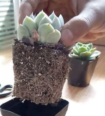 多肉植物换大盆注意事项