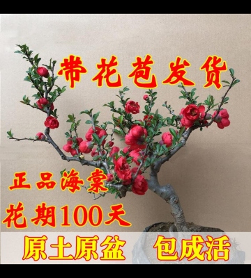 海棠盆栽养殖方法