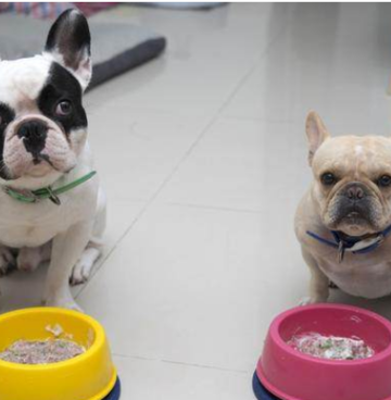 我家的法斗犬一直不怎么吃东西