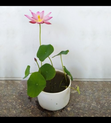 四季碗莲的栽培