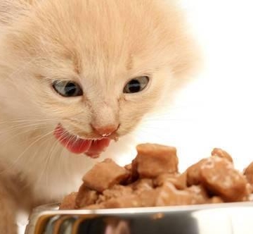 猫换新家不吃东西怎么办