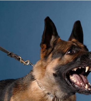 怎样训练牧羊犬咬人