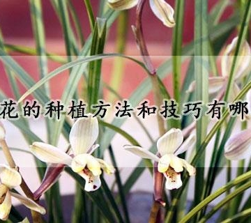 花卉栽培方式是指