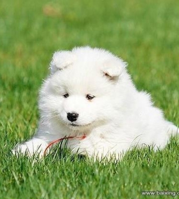萨摩幼犬咬东西