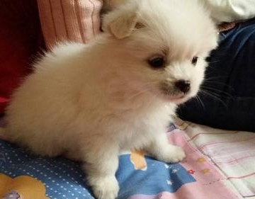 博美5个月 咬东西