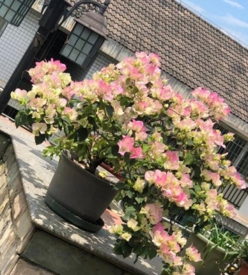 北方植物栽培季节