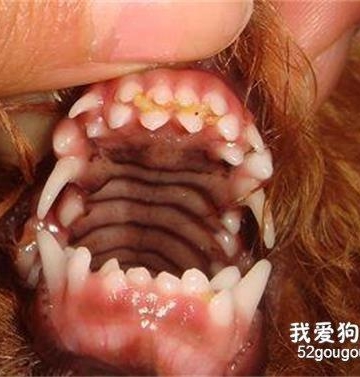 狗年纪大了牙齿松动不会吃东西怎么