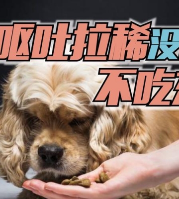狗狗呕吐拉稀不吃东西怎么办啊