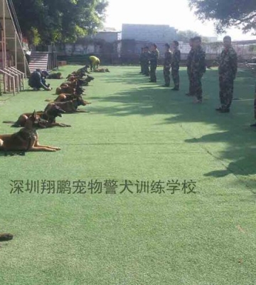 狗 训练 学校