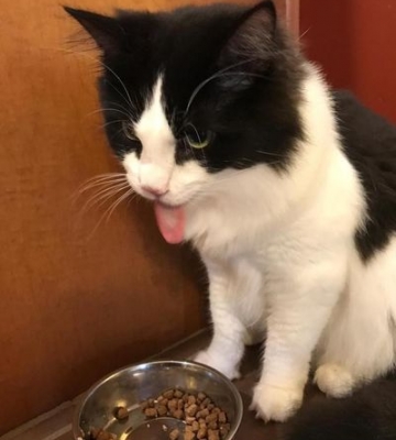 三个月的猫不吃东西