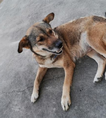怎样训练中华田园犬