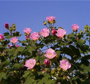 芙蓉花栽培管理