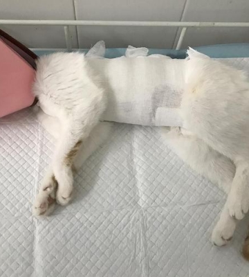 猫做完手术后不吃东西