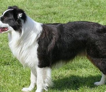 边境犬幼犬的饮食与训练