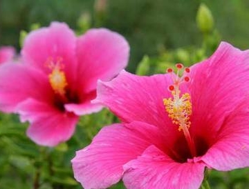 各种花的栽培计术