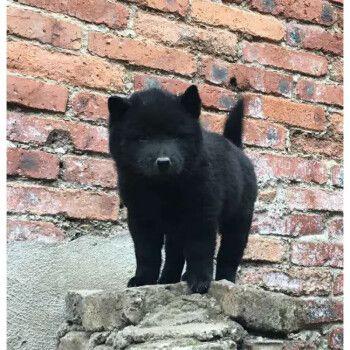 训练广西猎犬