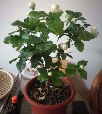 茉莉秋季养殖注意事项