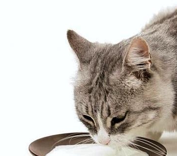猫怀孕期间要注意什么东西不能吃什