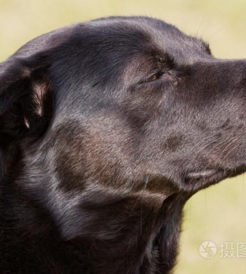 怎么样训练犬嗅东西