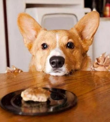 怎么训练狗安静吃食