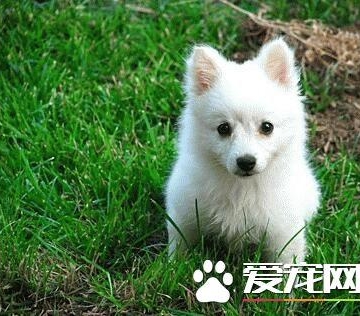 银狐犬怎么训练它握手