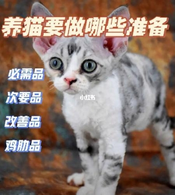 买猫要准备什么东西