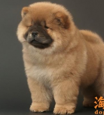怎么训练好松狮狗