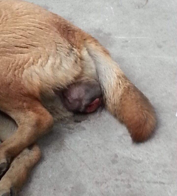 狗狗生产时排除的东西