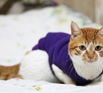猫感冒吃什么东西