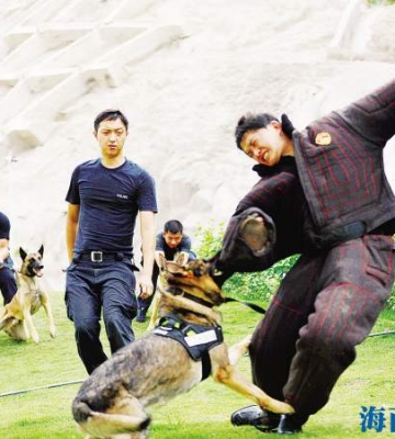 昆明警犬训练比赛科目