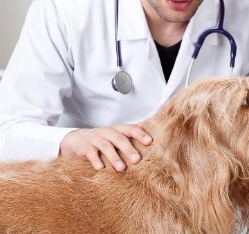 犬瘟热给狗吃什么东西