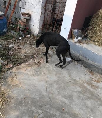 格力母狗怎样训练逮狗