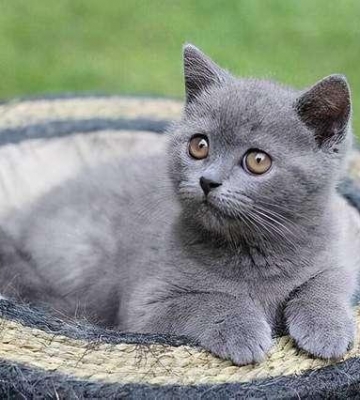 蓝猫吃东西越来越少