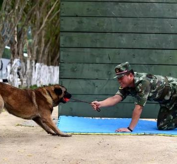 怎样把流浪狗训练成警犬
