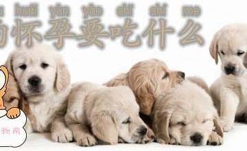 怀孕喂狗要注意什么东西不能吃什么