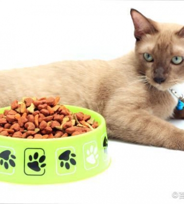 四个月的猫 不吃东西怎么办吃什么