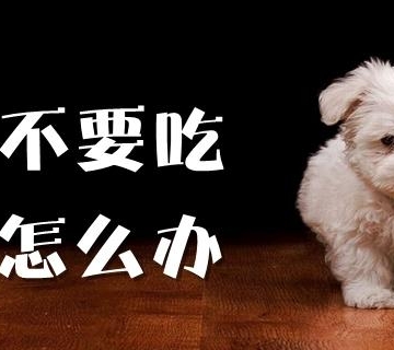 狗狗生病后不爱吃东西