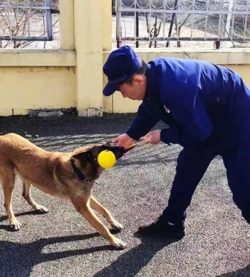 怎样训练狗狗搜寻物品