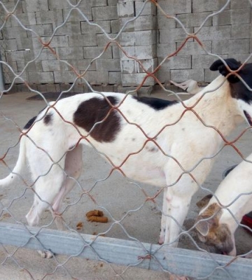 格惠犬怎样训练耐力