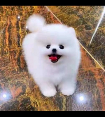 博美狗狗最臭用什么东西见效最快