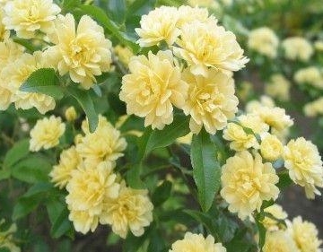 木香花如何栽培繁殖